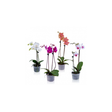 PLANTA NATURAL PHALAENOPSIS P15 PERFILHADA