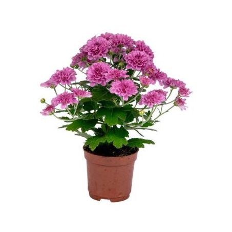ECOFLORES CRISANTEMO MINI PT06