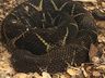 Agricultor de Tunápolis encontra serpente considerada a segunda espécie mais peçonhenta do Brasil