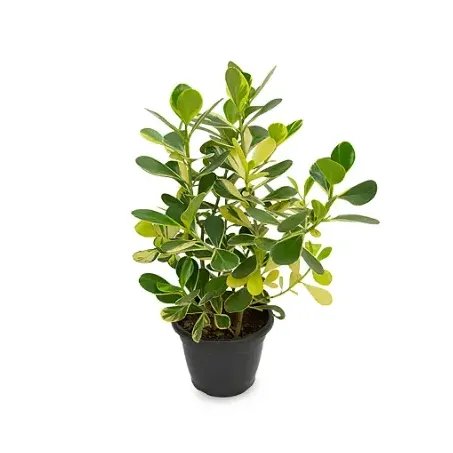 Clusia Variegato P13 
