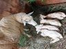 Em caso raro, ovelha dá cria a quatro filhotes em propriedade paranaense