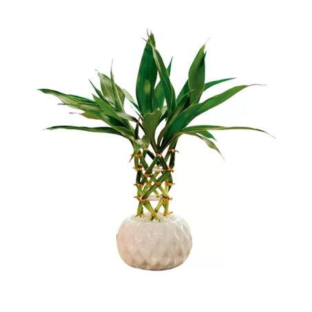 BAMBU NATURAL MINI TRANCADO COLORIDA FLOR 