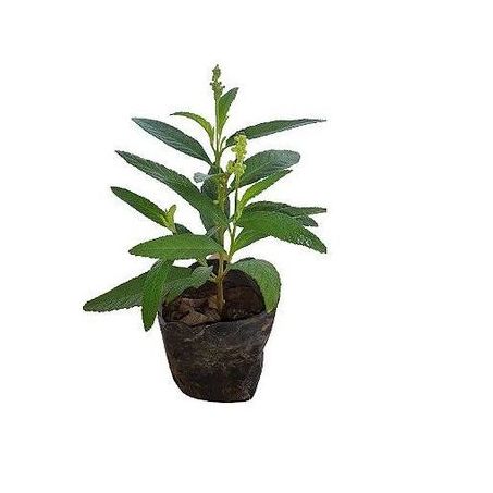 Flor erva balleira eco flores p11