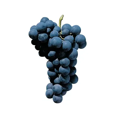 Uva Bordô Orgânica Caore 500g
