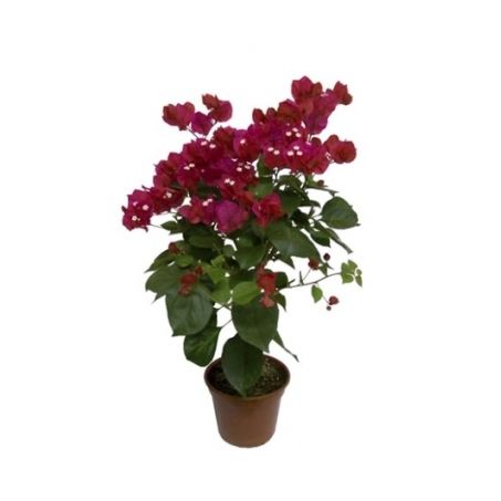 FLOR PRIMAVERA 1UN