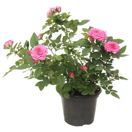 Flor Mini Rosa P15
