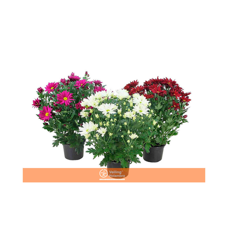 Flor Crisantemo Mini P13