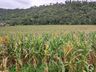 Excesso de chuva gera preocupação com a colheita do milho destinado para silagem