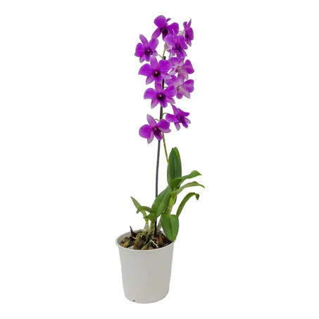 Planta Natural Denphalaen P13