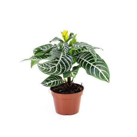 Aphelandra P12 