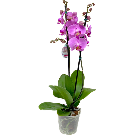 Flor Orquidea Phaleanopsis Cascata Pt12