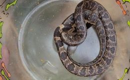 Cobra é encontrada viva dentro de couve-flor em Santa Catarina