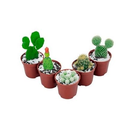 Flor cactus mini pote 06