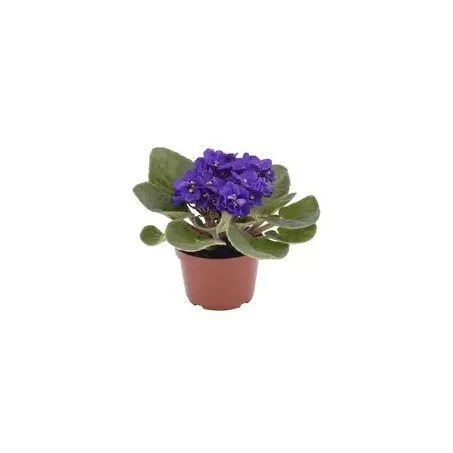 VIOLETA DOBRADA P11 UN
