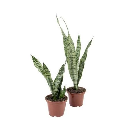 Planta Sansevieria Variado P15