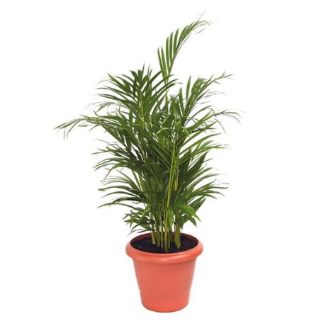 Palmmeira areca pequena