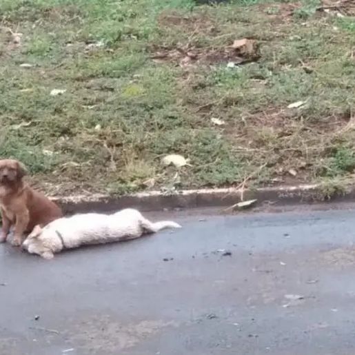 Cão fica ao lado do amigo que morreu atropelado e cena viraliza