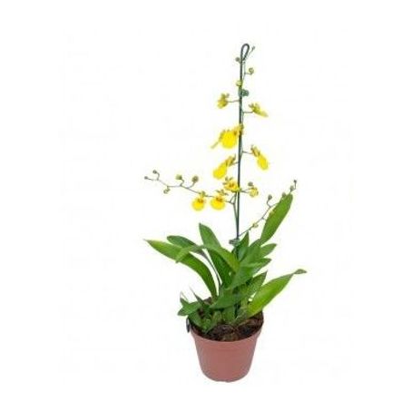 Flor Orquídea Oncidium Aloha P12