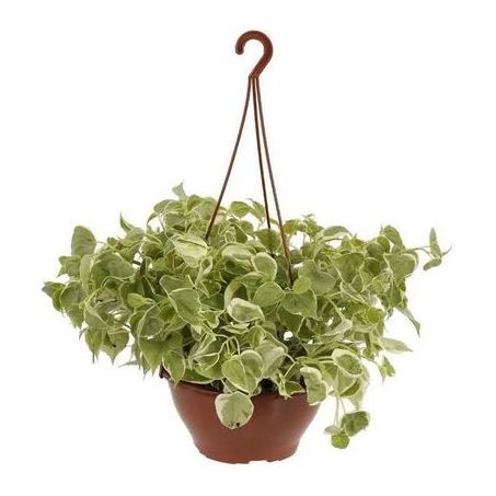 PEPERONIA VARIADA C21