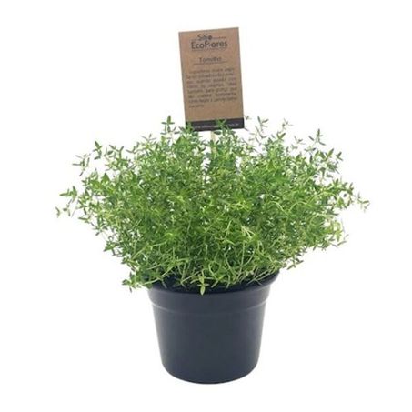 Flor tomilho eco flores p11