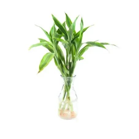 Bambu Da Sorte 060cm P17 Espiral