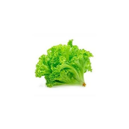 ALFACE CRESPA VIDA VERDE UN