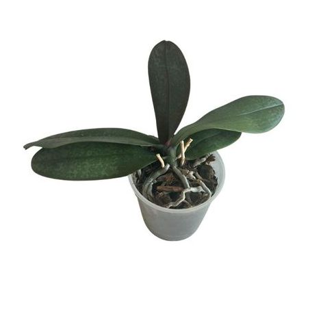 BIVAQUE ORQUIDEA PHALEANOPOLIS MUDAS
