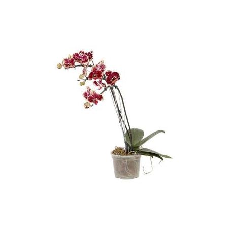Flor Orquidea Phalaenopsis 2hastes Pote15