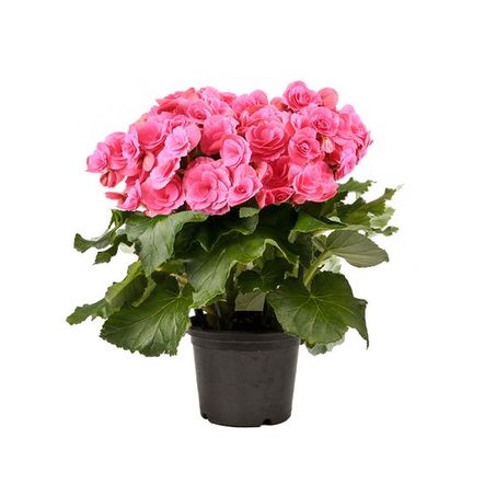 Flor Begônia holandesa P11