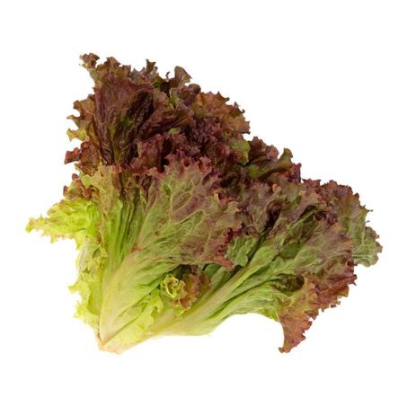 Alface crespa roxa un