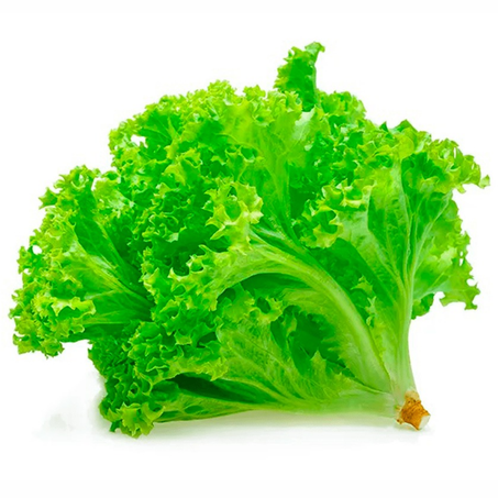 Legume verde alface un