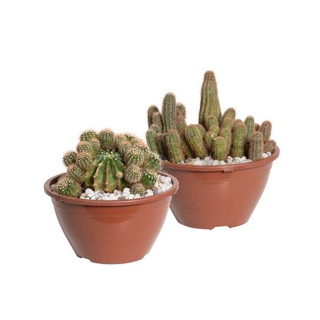 CACTUS VARIADO C18 UN