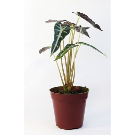 Flor Alocasia P12