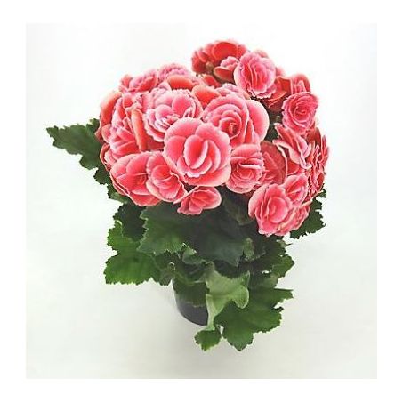 Flor Begonia Pote 15