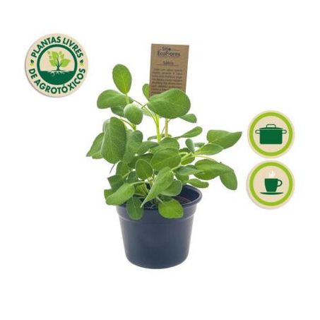 Flor salvia eco flores p11
