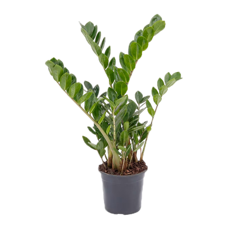 Zamioculcas Pt17 
