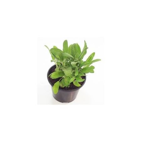 VASO SALVIA