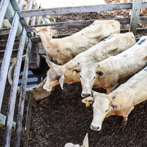 Último remate de gado do ano será no próximo sábado em SMOeste