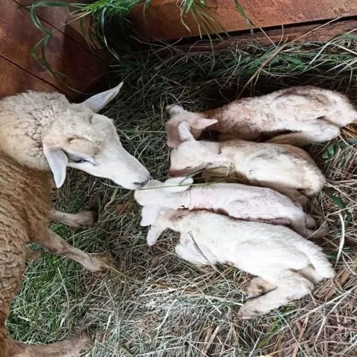 Em caso raro, ovelha dá cria a quatro filhotes em propriedade paranaense