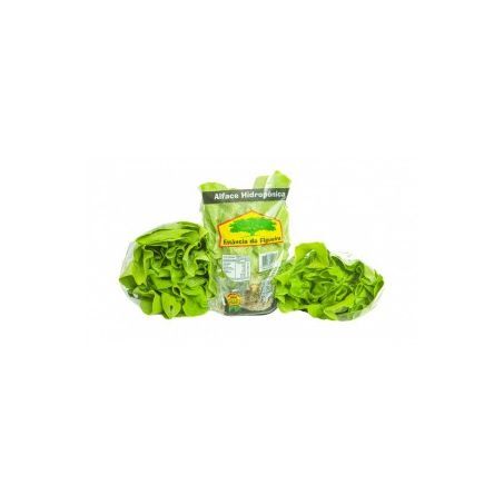 HORTI ALFACE HIDRO EST. FIGUEIRA