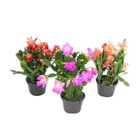 Flor De Maio P11 