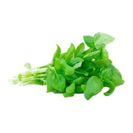 Manjericão Salada Viva Jardineira