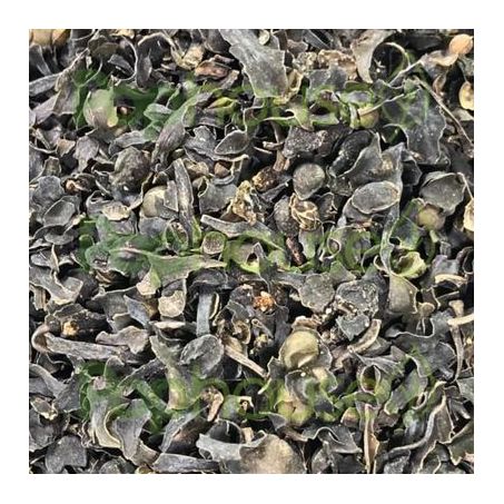 ALGAS (FUCUS VESICULOSUS)