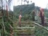 Árvores retorcidas e arrancadas pela raiz: Defesa Civil confirma tornado no Oeste de SC