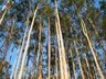 Reflorestamento Comercial com eucaliptos reduz 90% em Itapiranga