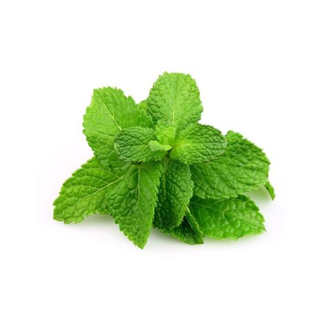 HORTELA UN