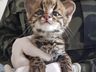Gatos-do-mato encontrados na região são encaminhados ao Centro de Triagem de Animais Silvestres