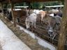 Produtor deixa a produção de leite e se dedica ao gado de corte em SJCedro