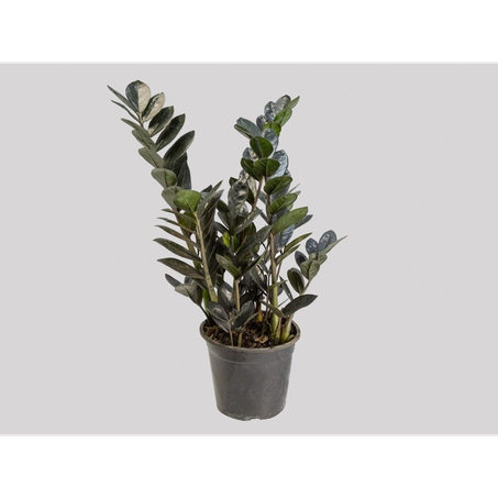 Flor Zamioculcas Black P17