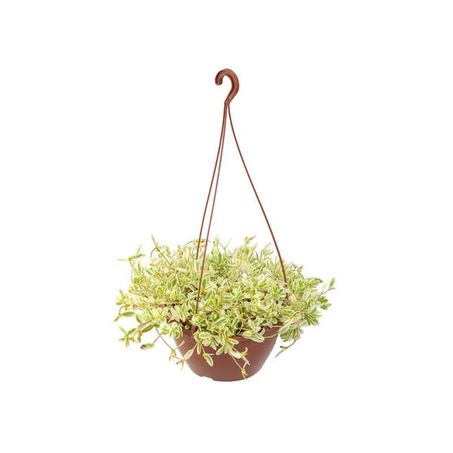 Portulaca C21 